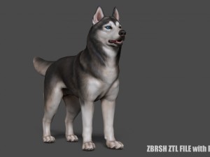 siberian husky high polygon with polypaint 3Dモデル