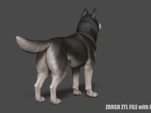siberian husky high polygon with polypaint 3D Model