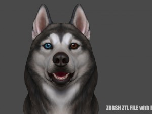 siberian husky high polygon with polypaint 3Dモデル