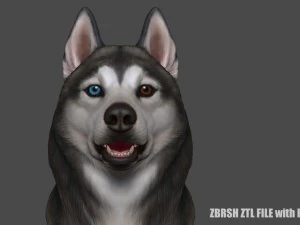 siberian husky high polygon with polypaint 3D Model