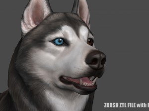 siberian husky high polygon with polypaint 3Dモデル