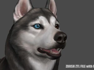 siberian husky high polygon with polypaint 3D Model