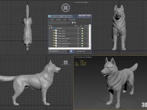 siberian husky high polygon with polypaint 3Dモデル