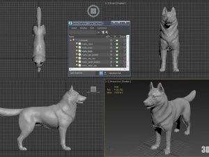 siberian husky high polygon with polypaint 3D Model