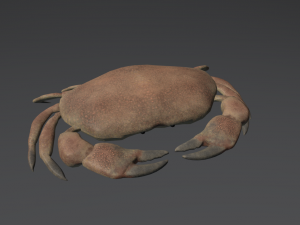 realistic crab 3D 프린트 모델