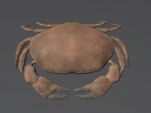 realistic crab Modelo de impresión 3D