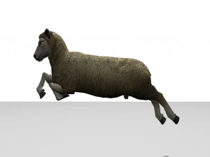 sheep animated 3D Model