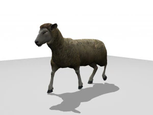 sheep animated 3D Model