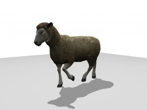 sheep animated 3D Model