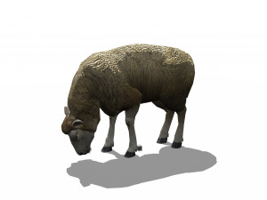 sheep animated 3D 모델