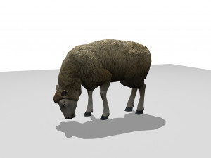 sheep animated 3D 모델