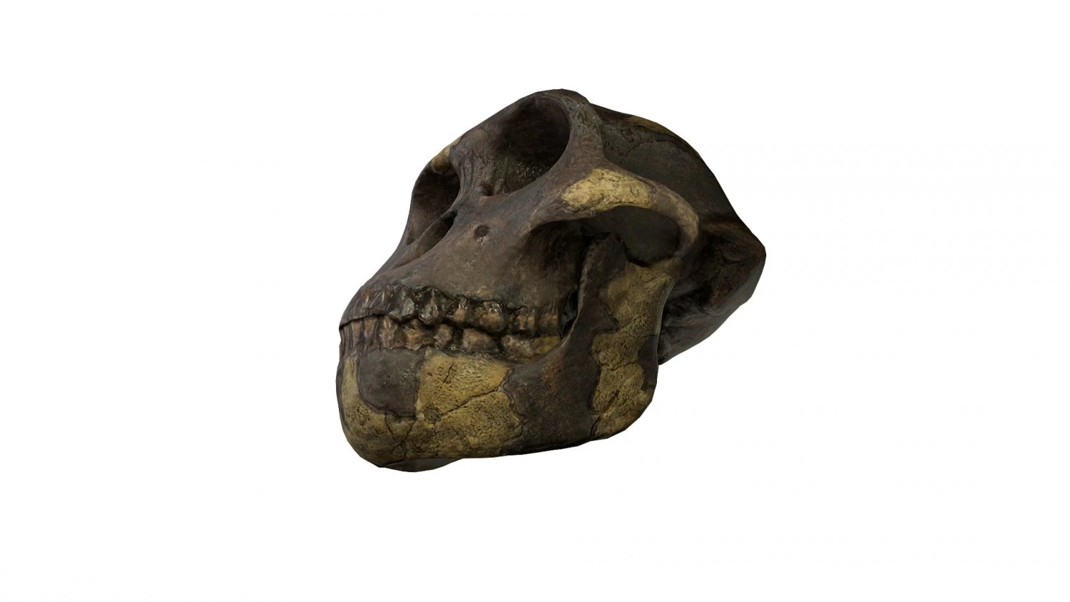 skull realistic australopithecus afarensis lucy skull 3D Model .c4d .max .obj .3ds .fbx .stl .blend 