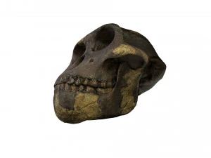 skull realistic australopithecus afarensis lucy skull 3D Model