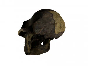 skull realistic australopithecus afarensis lucy skull 3D Model