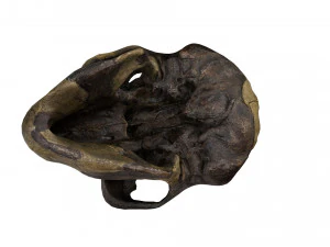 skull realistic australopithecus afarensis lucy skull 3D Model