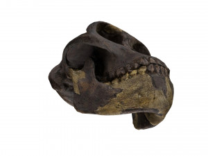 skull realistic australopithecus afarensis lucy skull 3D Модель