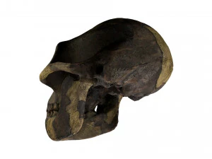 skull realistic australopithecus afarensis lucy skull 3D Model