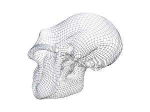 skull realistic australopithecus afarensis lucy skull 3D Модель