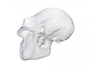 skull realistic australopithecus afarensis lucy skull 3D Model