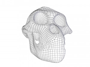 skull realistic australopithecus afarensis lucy skull 3D Модель