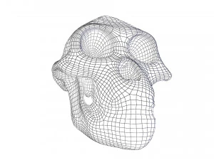 skull realistic australopithecus afarensis lucy skull 3D Model