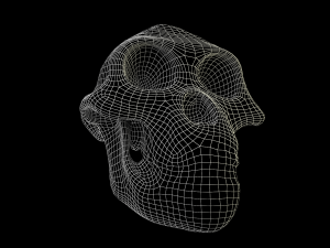 skull realistic australopithecus afarensis lucy skull 3D Модель
