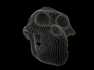 skull realistic australopithecus afarensis lucy skull 3D Model