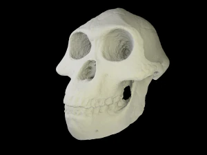 skull realistic australopithecus afarensis lucy skull 3D Model