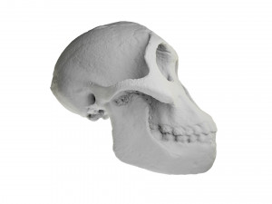 skull realistic australopithecus afarensis lucy skull 3D Модель