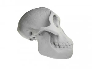 skull realistic australopithecus afarensis lucy skull 3D Model