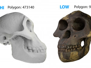 skull realistic australopithecus afarensis lucy skull 3D Модель