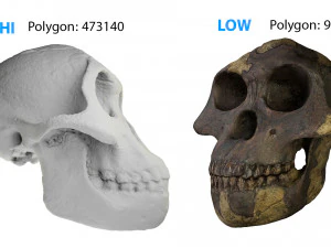 skull realistic australopithecus afarensis lucy skull 3D Model