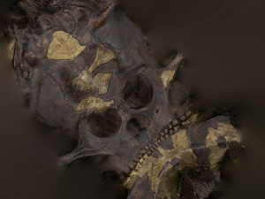 skull realistic australopithecus afarensis lucy skull 3D Модель