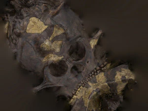 skull realistic australopithecus afarensis lucy skull 3D Model