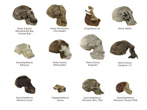 skull realistic australopithecus afarensis lucy skull 3D Модель