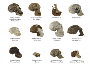 skull realistic australopithecus afarensis lucy skull 3D Model