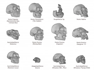 skull realistic australopithecus afarensis lucy skull 3D Модель