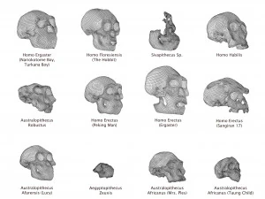 skull realistic australopithecus afarensis lucy skull 3D Model
