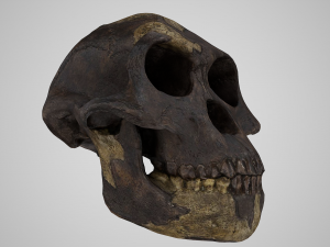 skull realistic australopithecus afarensis lucy skull 3D Модель