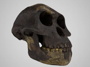 skull realistic australopithecus afarensis lucy skull 3D Model