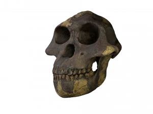 skull realistic australopithecus afarensis lucy skull 3D Model