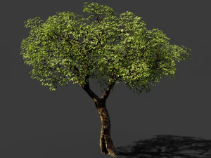 realistic tree 2 3D Model