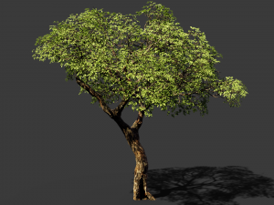 realistic tree 2 3D 模型
