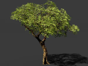 realistic tree 2 3D Model
