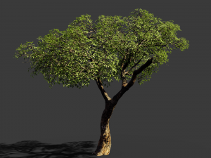 realistic tree 2 3D 模型