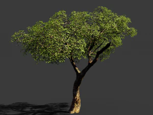 realistic tree 2 3D Model