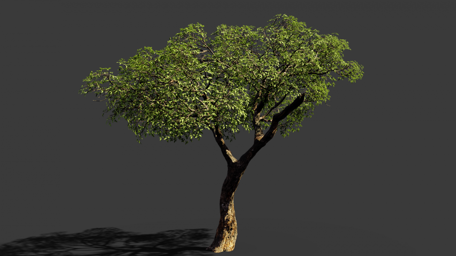 Two trees tt-2. 3d two trees. Толстое и тонкое дерево. Дерево 2д. 3d two trees.