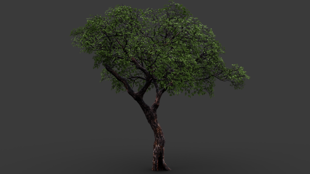 realistic tree 2 3D 模型 .c4d .max .obj .3ds .fbx .stl .blend 
