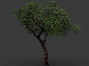realistic tree 2 3D मॉडल