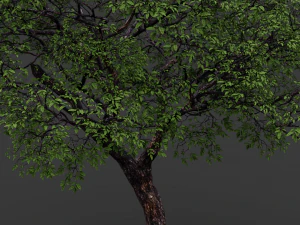 realistic tree 2 3D Model